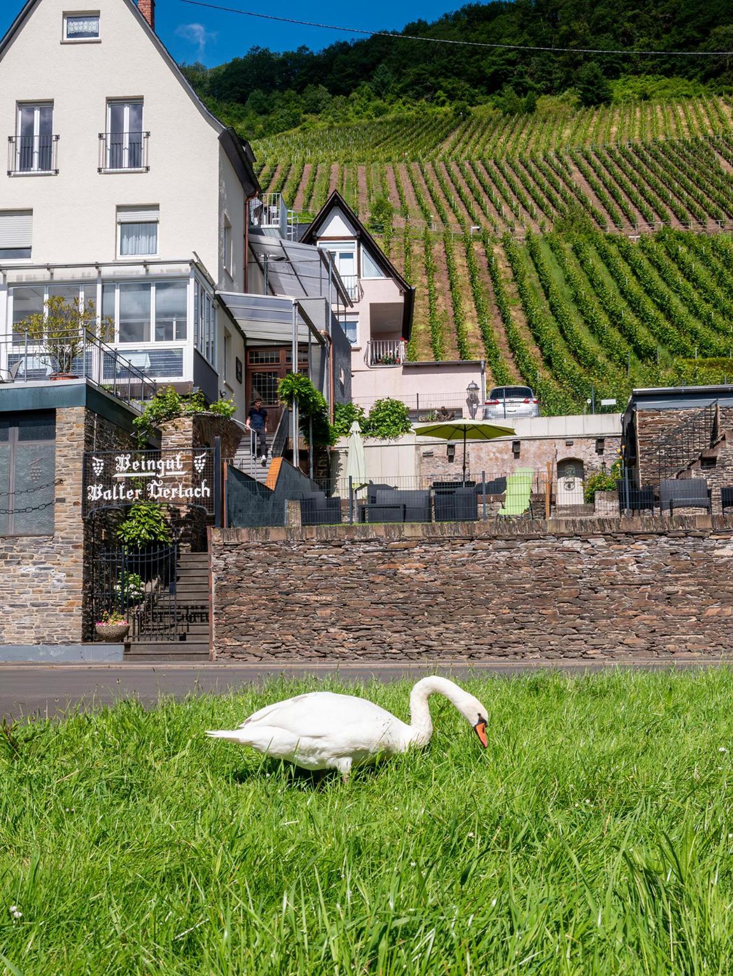 Weingut / Gaestehaus Gerlach Ürzig Buitenkant foto